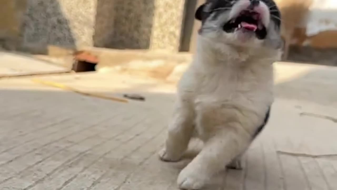 When the dog finishes chasing the hurricane, the cute pet dog
