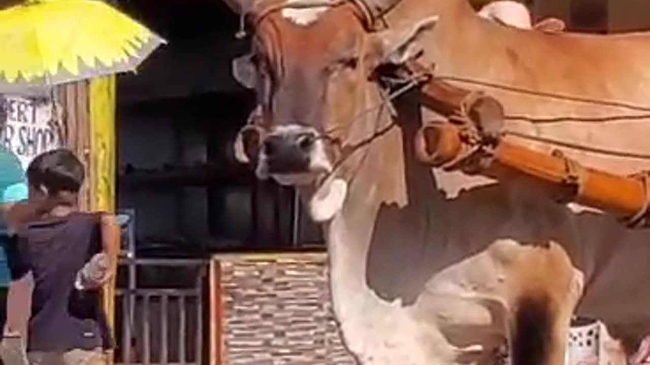 Grumpy cow