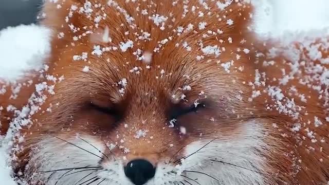 incredible fox on the glacier of ukraine border with russia