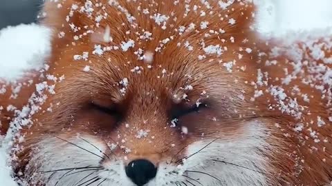 incredible fox on the glacier of ukraine border with russia