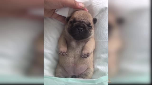 Baby Dogs: A Collection of Cute and Funny Dog Videos