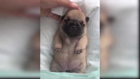 Baby Dogs: A Collection of Cute and Funny Dog Videos