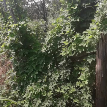 Wild hops