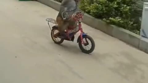 Monkey driving a bike