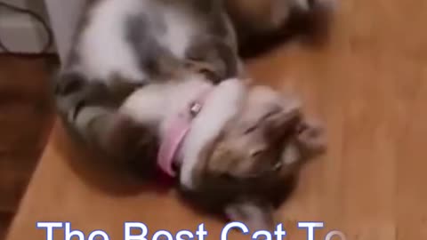 Funniest Animals in 2023!!! Shorts