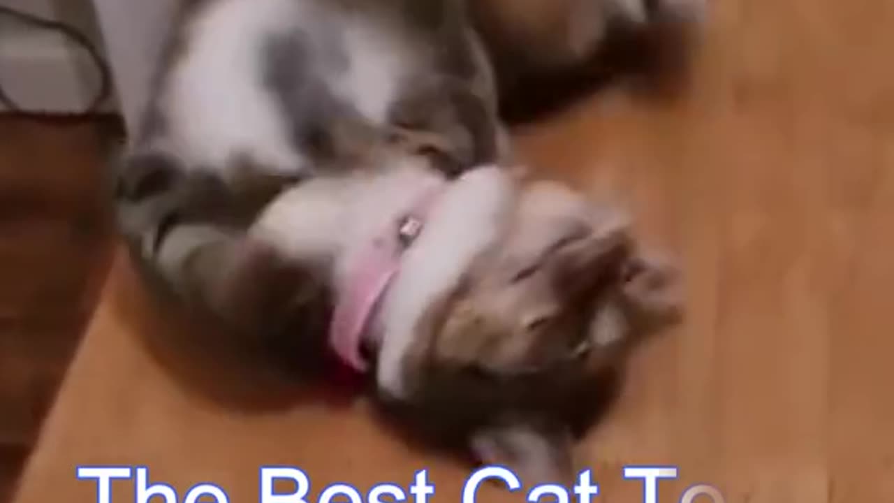 Funniest Animals in 2023!!! Shorts