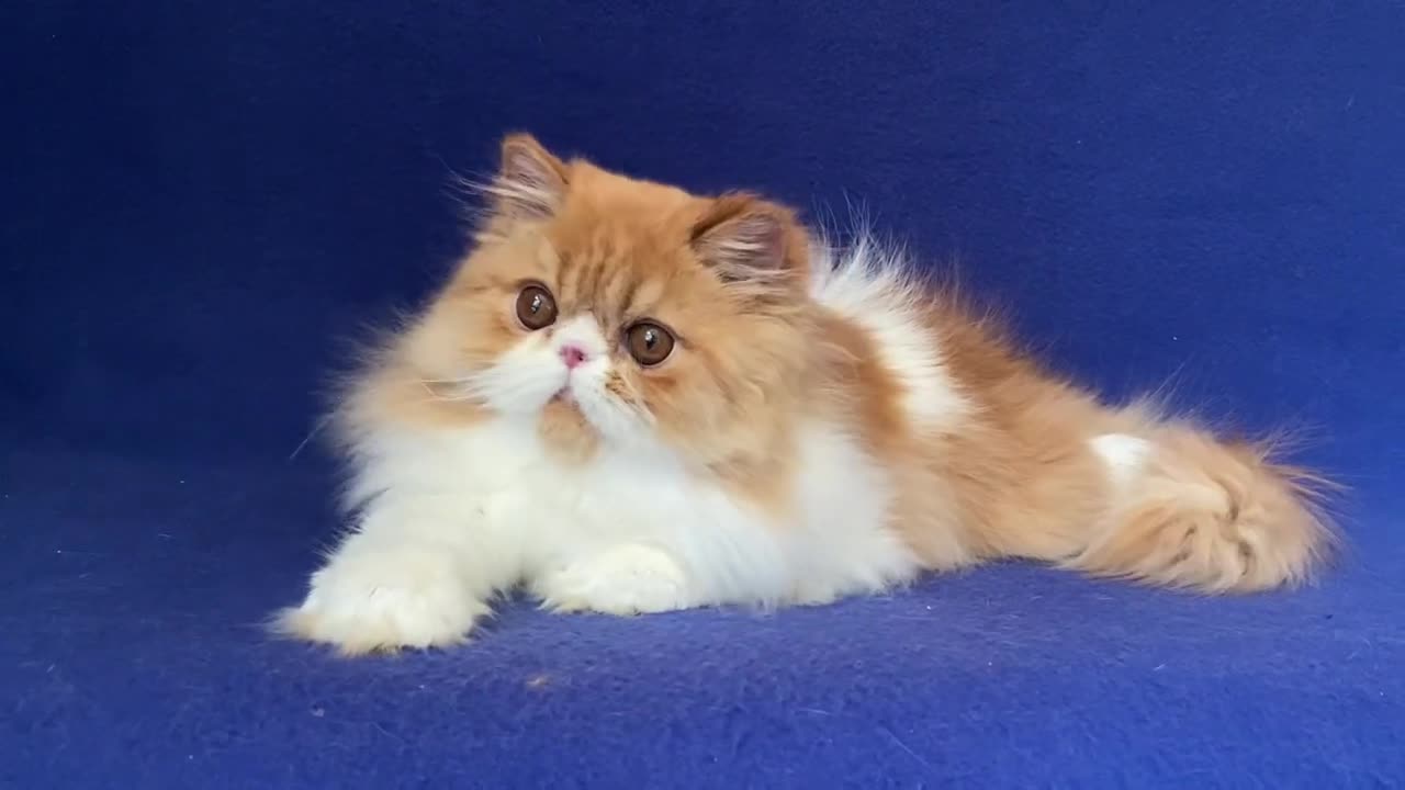 Pumpkin Persian Red and White Male kitten of Majestymeow Cattery