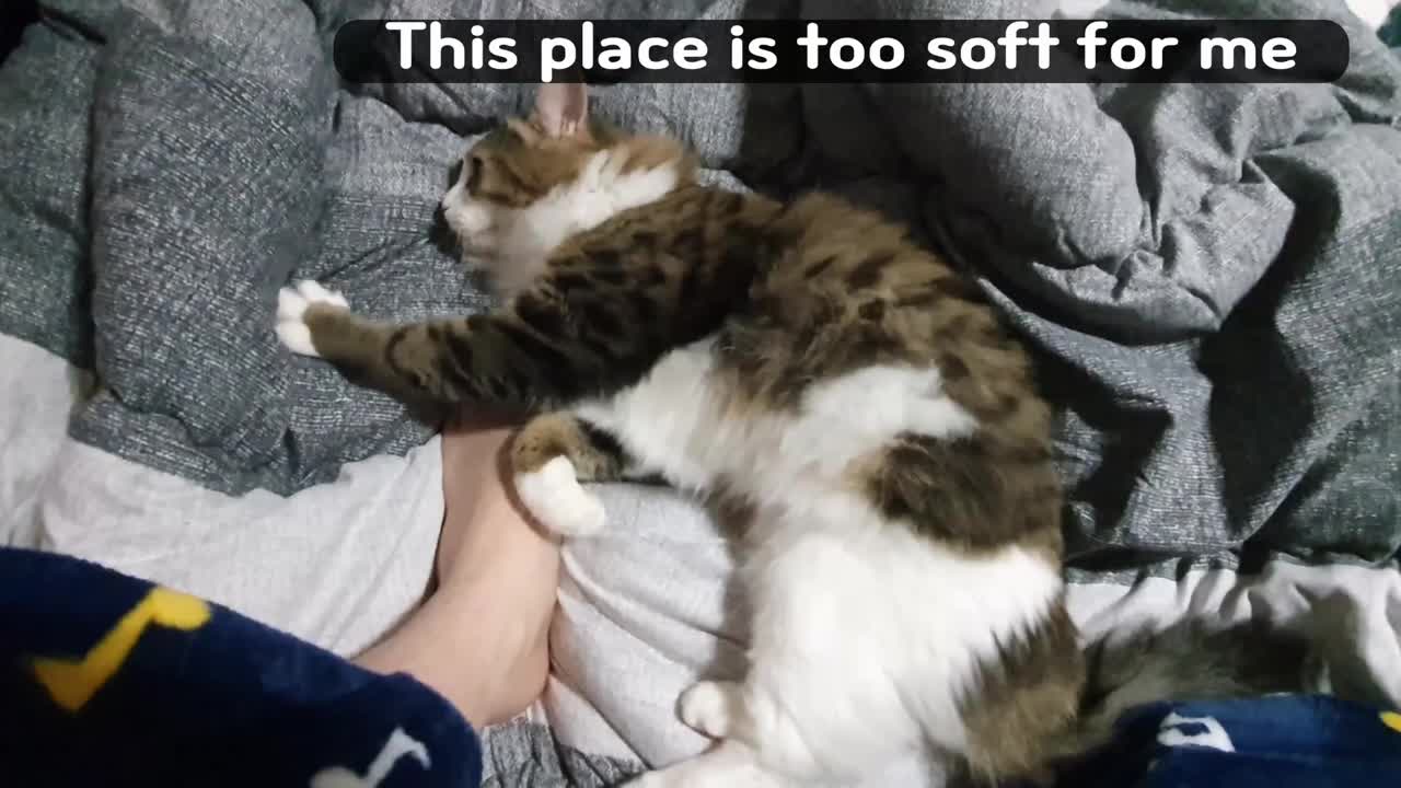 Hooman's feet must be clean