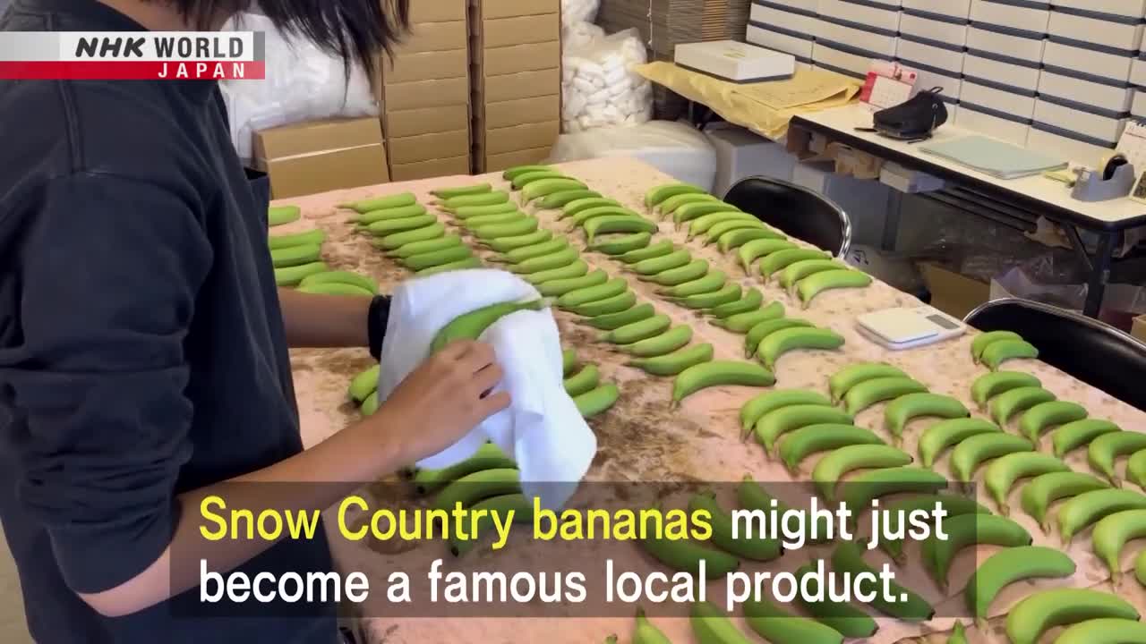 A NEW AGRICULTURE: Snow Country Bananas