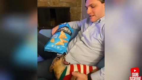Funny Animal TRY not to laugh COMPILATION