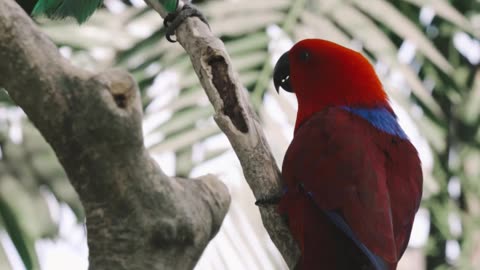 Red and Green Parrots on Tree Branch