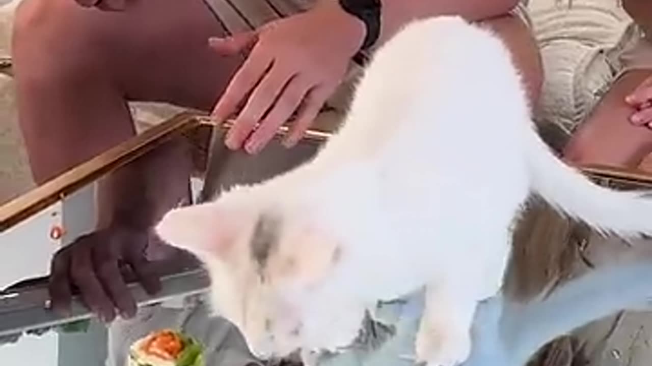 Feeding a cat $10 vs $10,000 sushi