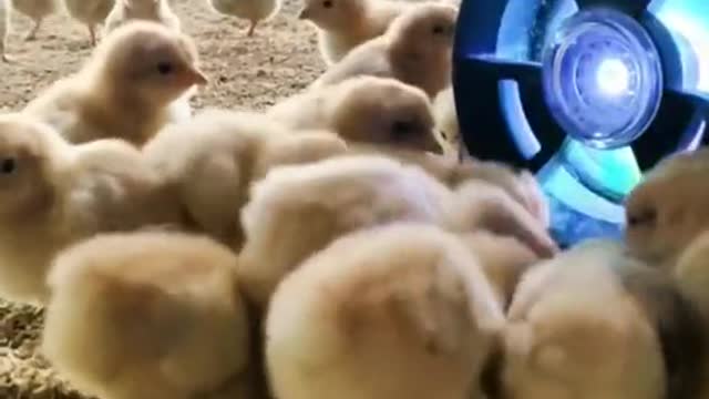 Okay,they love thismp4
