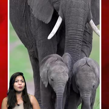 కవల పిల్లలతో తల్లి ఏనుగు #thailand #elephant #chanchuri #twin #babyelephants | FBTV NEWS