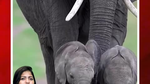 కవల పిల్లలతో తల్లి ఏనుగు #thailand #elephant #chanchuri #twin #babyelephants | FBTV NEWS