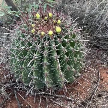 Fierce Cactus - Tracking the Blooms . . .