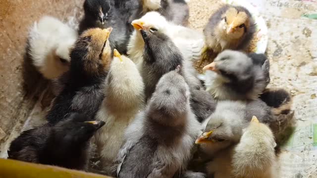 cute chicks making loud