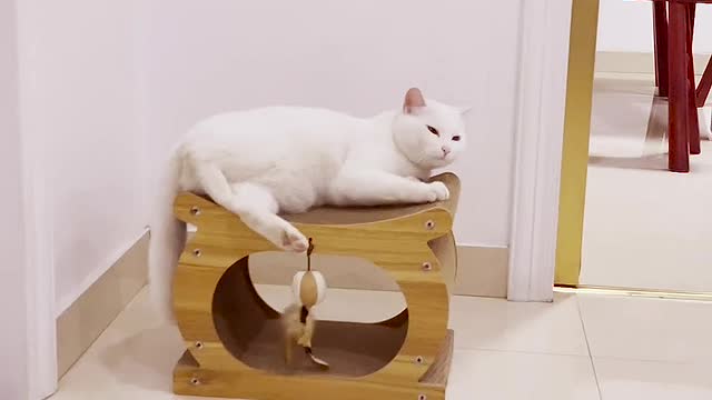 Cat Scratcher Lounge Cardboard Cat Scratcher House Indoor
