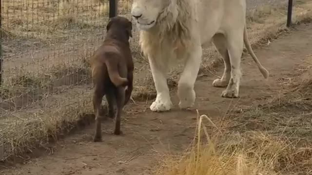 Dog and Lion