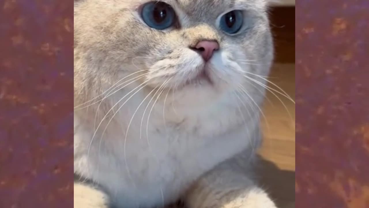 Cat Burnout😂