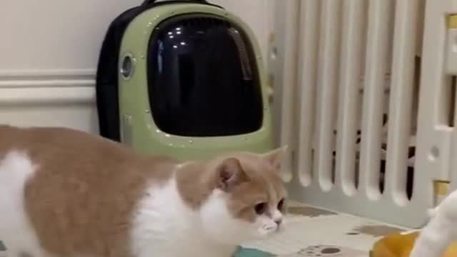 cat moment funniest video