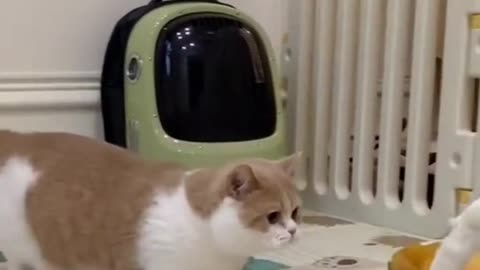 cat moment funniest video