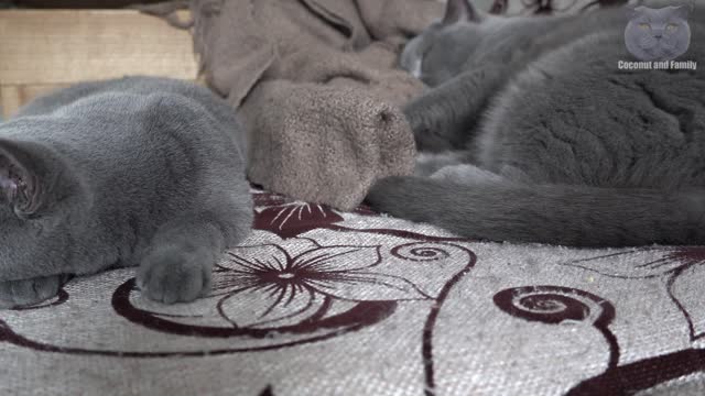 Cannot Fall Asleep? Watch These Two Adorable Cats Dozing Off.