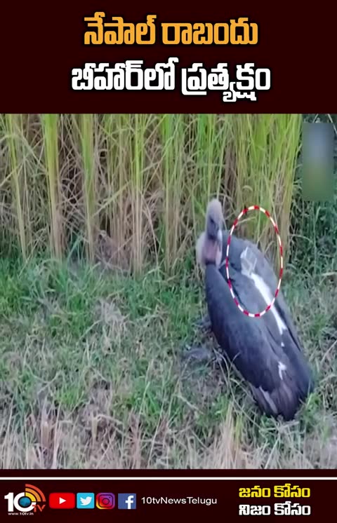 నేపాల్ రాబందు బీహార్‌లో ప్రత్యక్షం _ Nepal Vulture Found in Bihar _shorts