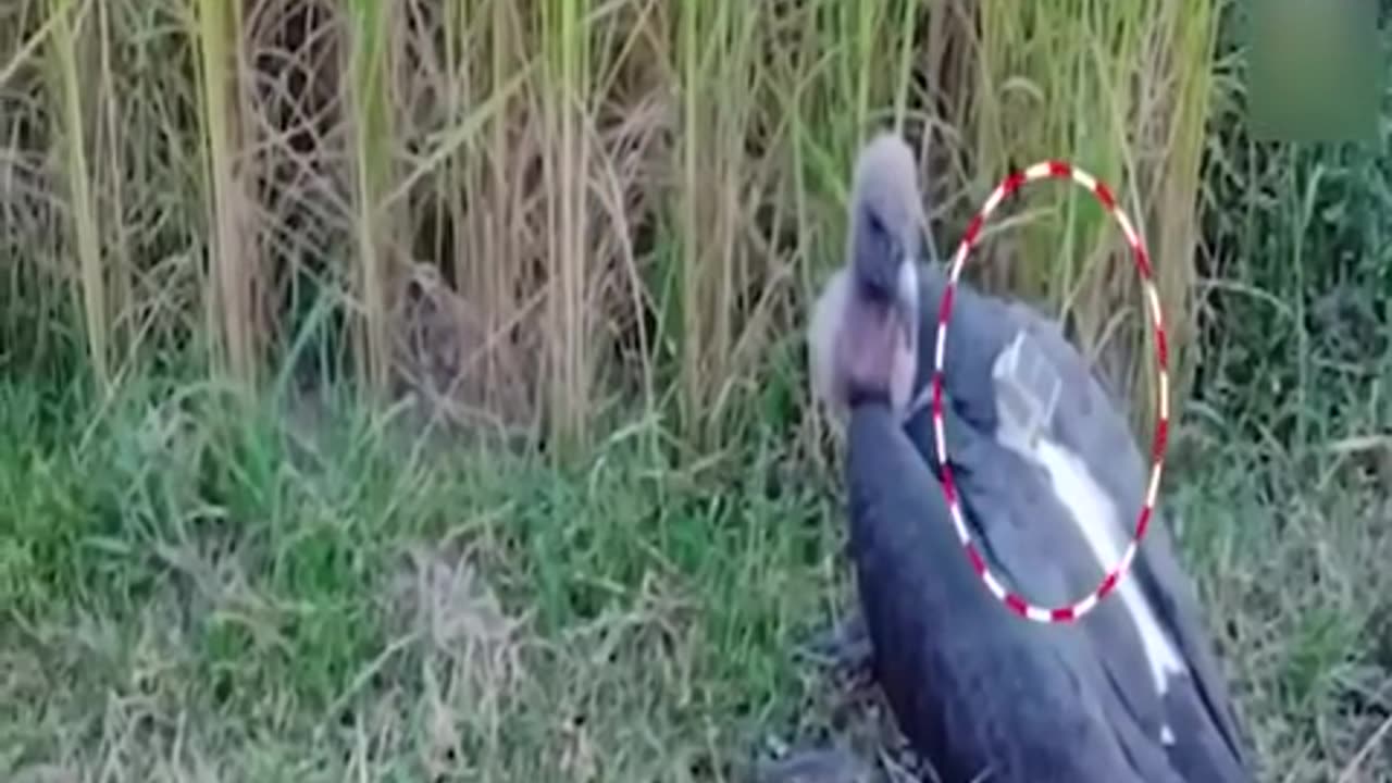 నేపాల్ రాబందు బీహార్‌లో ప్రత్యక్షం _ Nepal Vulture Found in Bihar _shorts