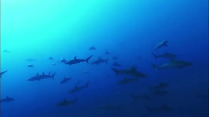 Shark hunt Flying Eagle!!!