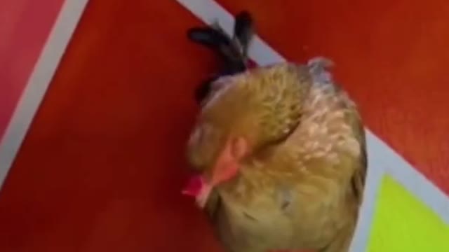 Funny Chicken 🐔 - Funniest Animal Videos 2021 😂