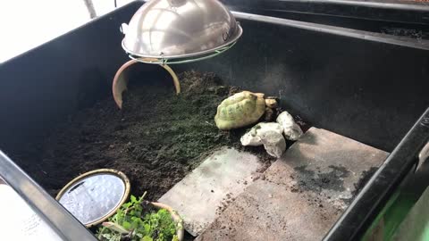 Indoor tortoise care for Mediterranean - pet setup enclosure tips - natural modern keeping methods-3