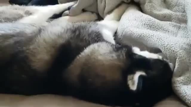 The funniest husky shows of all kinds. #2