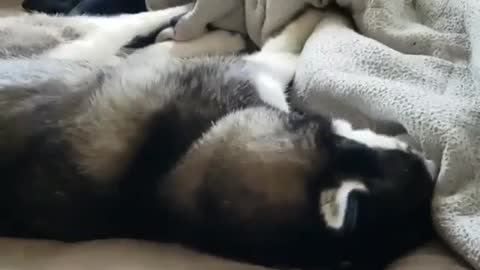 The funniest husky shows of all kinds. #2