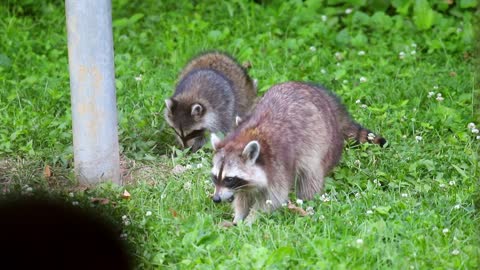 Raccoons Eating