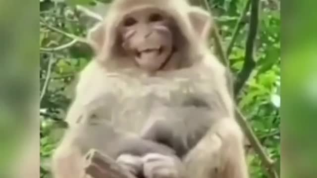 Best Funny Animals videos of the 2022.try not to laugh 🤣🤣🤣