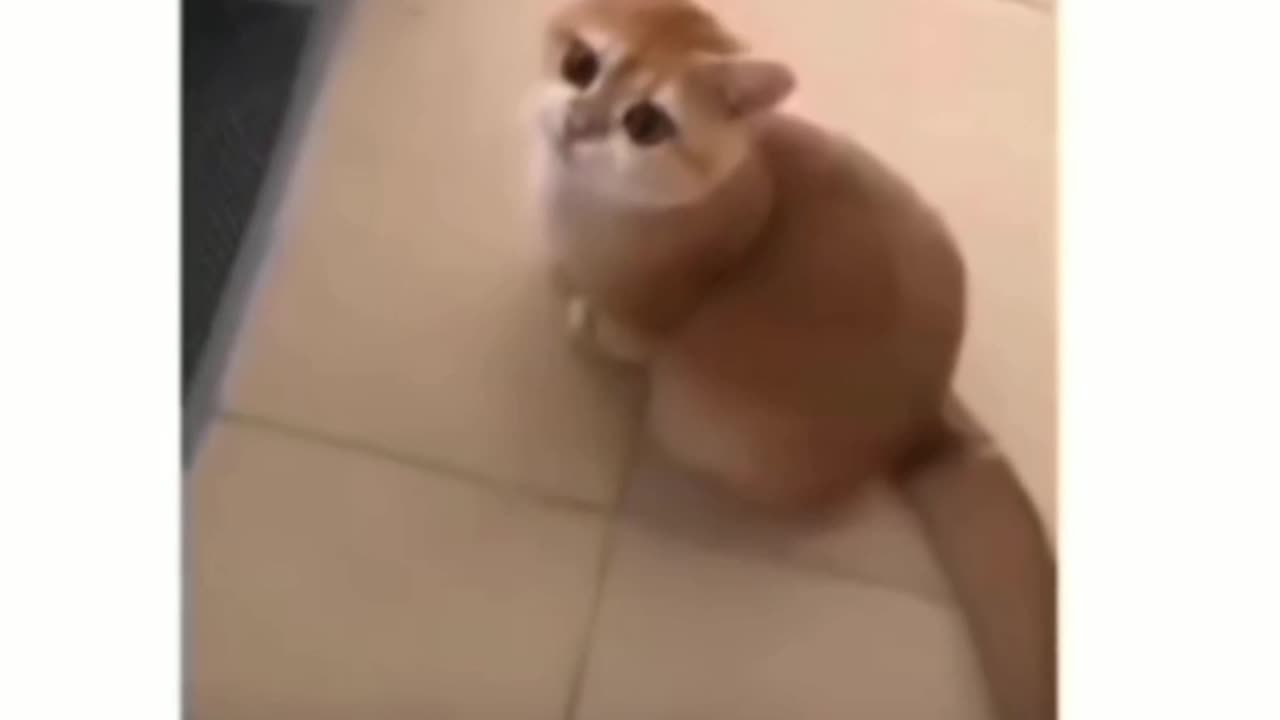 Animals funny video