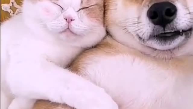 Dogs and cats sleeping together are so cute