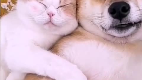 Dogs and cats sleeping together are so cute