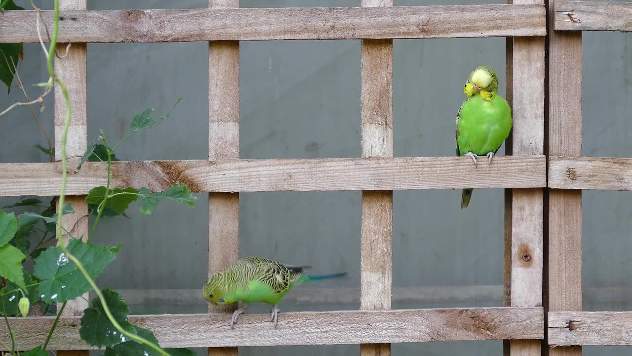 parrot on my garden gate