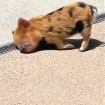 Typical scene at the Caribbean resorts 😂