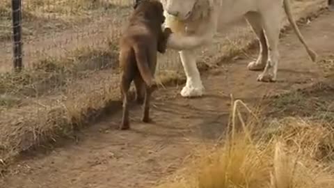 Lion asking dog for forgiveness