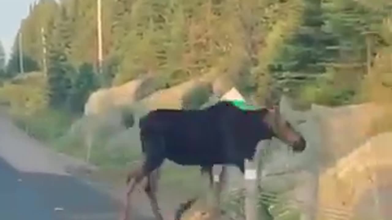 In Canada, even our moose is polite! 🍁