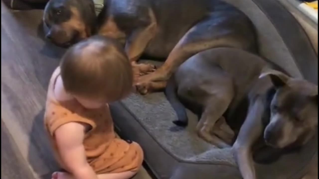 Puppies playing with cute baby 😀😀😀