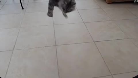 grey cat does a backflip