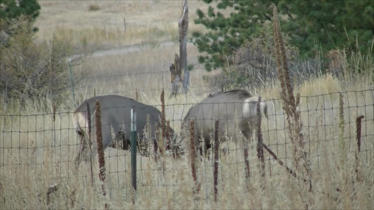 Deer Fighting, Butting Antlers