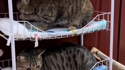 Sleeping alone alone cat