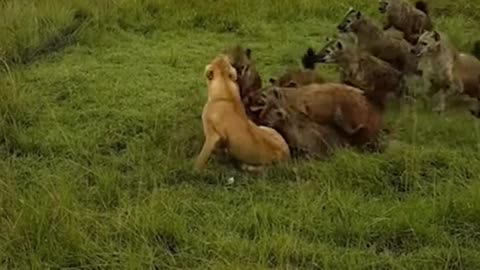 Lions on fight