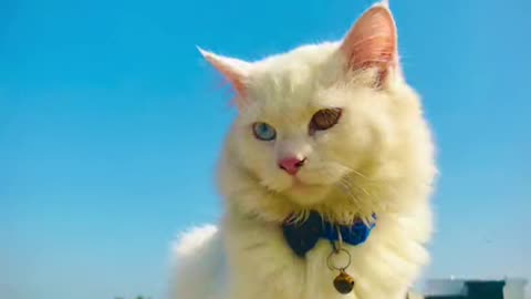 Cute cats video compilation 90