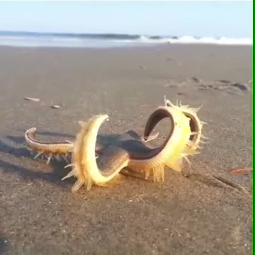 the unix starfish is very beautiful and rare